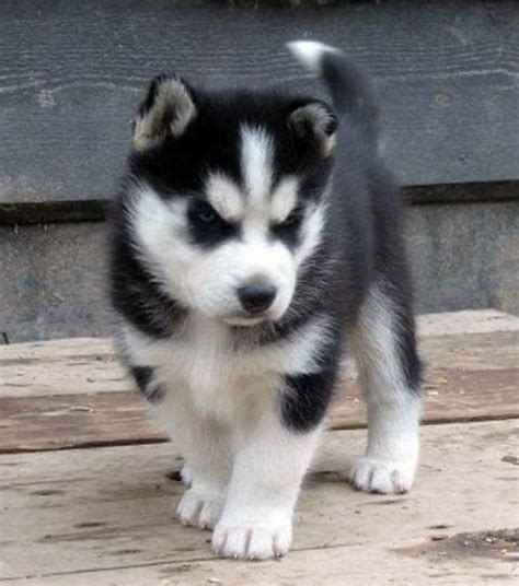 Husky puppies for sale near me under $500. Things To Know About Husky puppies for sale near me under $500. 