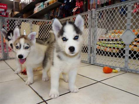 What is the average size range of Siberian Husky puppies in Apex, NC? The expected weight range for male Siberian Husky puppies in Apex, NC is 45 to 60 pounds. The expected weight range for female Siberian Husky puppies in Apex, NC is 35 to 50 pounds. Because size and weight may vary based on individual dogs, your dog may be outside of …. 