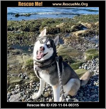Husky rescue washington state. .  <a href=https://app.properwallet.com.br/vjo0/fatalna-lju...