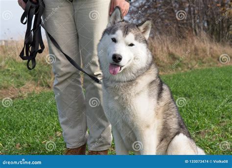 Husky training. Newborn Huskies have rounded faces, have small ears and are born blind. Official information regarding the appearance of Husky puppies is scarce, but images of the breed show that ... 