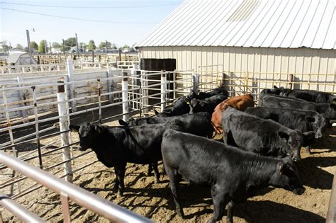 Huss livestock kearney. Up Coming Consignments For 2024, Call us early to Consign Cattle 402.223.3571. Sunday unloading from 12:00 to 5:00 p.m. Sale Time Mondays, 10:00 a.m. Please check in cattle to the Payee. 