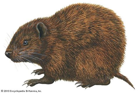 Hutia rodent Britannica