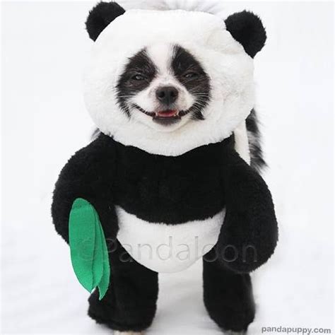 Huxley the Panda Puppy - Home - Facebook