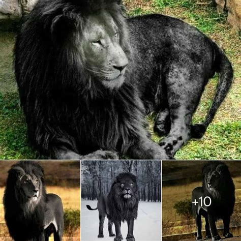 Hybrid Enigma: Unveiling the Canine-Lion Alliance