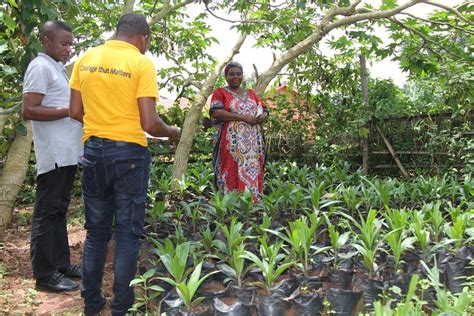 Hybrid oil palm seedlings to improve yields in Nigeria