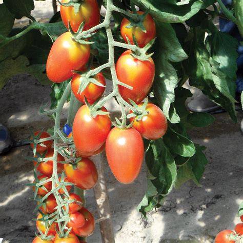 Hybrid tomato farming.  Indeterminate.  Beautiful 1-1/2 inch cherries are r...