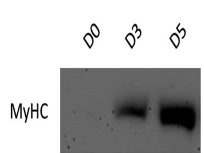 Hybridomas: All Steps Lead to Improvement - Biocompare