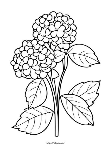 Hydrangea Coloring Page