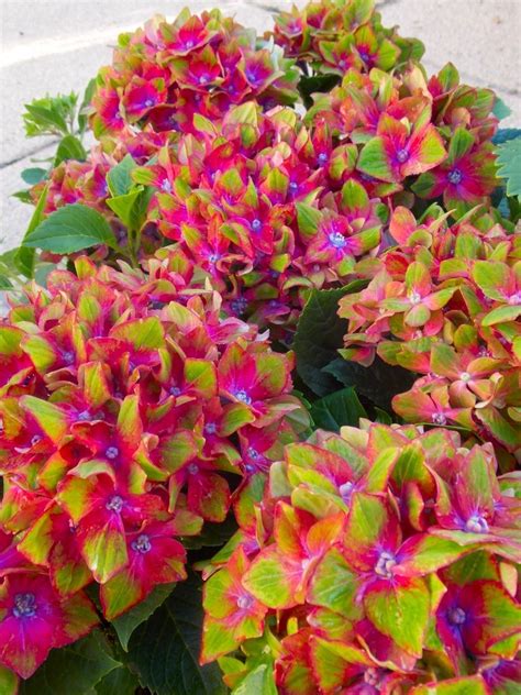 Hydrangea Glam Rock - Amazing Multi-Coloured Schloss Wackerbarth …