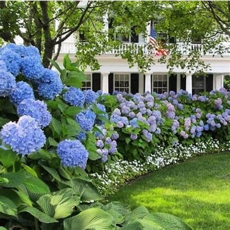 Hydrangeas in landscaping. Feb 15, 2024 · While several species of hydrangeas thrive in shade, panicle hydrangeas ( Hydrangea paniculata) are the best for growing in full sun. These summer-blooming shrubs produce large clusters of white flowers for several weeks. The showy blooms fade to shades of pink or red before drying to beige. In many areas, the blooms dry on the plant in the ... 
