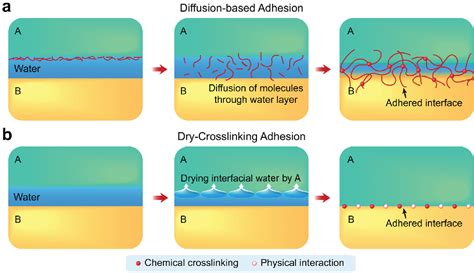 Hydration and swelling of dry polymers for wet adhesion