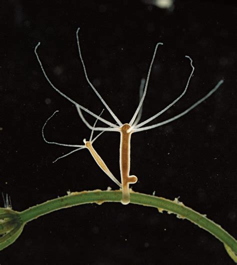 Hydroid Characteristics & Life Cycle Britannica