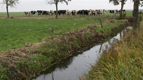 Hydrologie en waterkwaliteit van midden west nederland. - Modern biology study guide answer key 9.