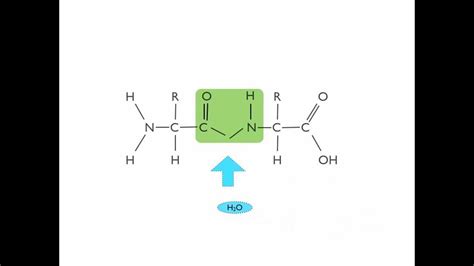 Hydrolysis of a Dipeptide - YouTube