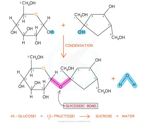 Hydrolysis vs condensation.  Example: Glucose + Fructose &rarr; Sucrose + H₂O Hydrolys...