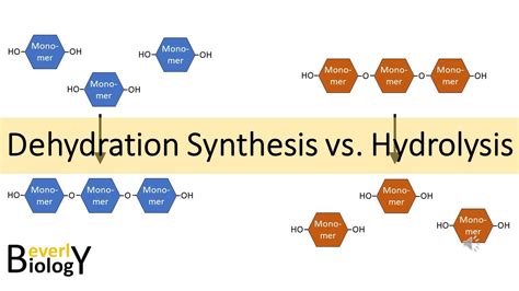 Hydrolysis vs. Dehydration Reactions - YouTube