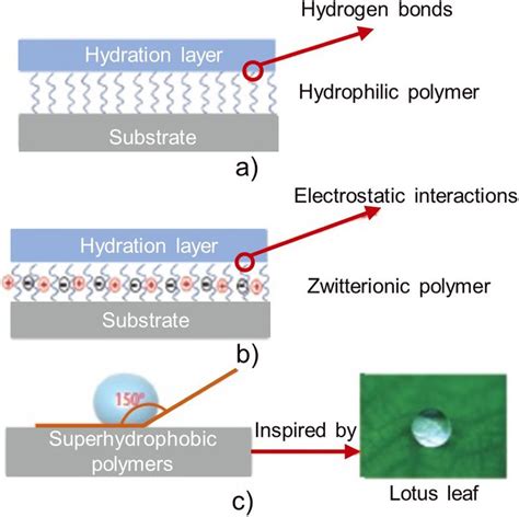 Jeong et al. developed a bioinspired wet adhesive utilizing a hydrogel, which showed immediate, strong and reversible adhesion under both wet and underwater conditions. 40 The hydrogel adhesive is comprised of an array of bio-inspired micropillars made of biocompatible PEG hydrogel, which is hydrophilic and can absorb a large amount of water .... 