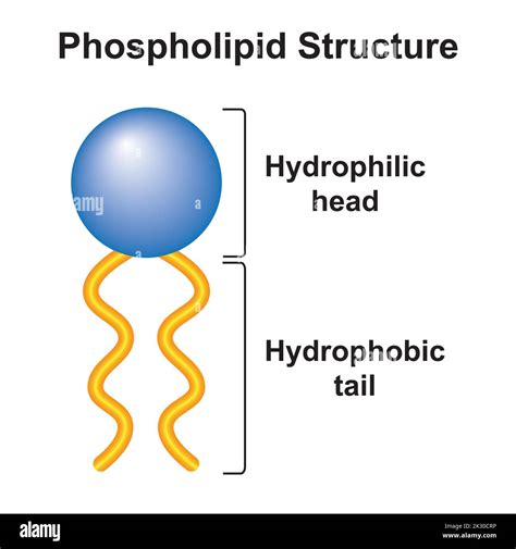 Hydrophilic head and hydrophobic tail function.  These seemingly opposin...