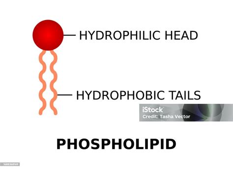 Hydrophilic head and hydrophobic tail function. . A phospholipid consis...