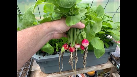 Hydroponic Radishes Using Kratky Set And Forget It …