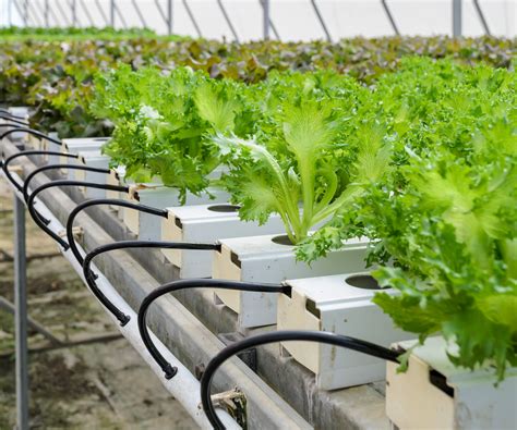 Hydroponic pot plants. Things To Know About Hydroponic pot plants. 