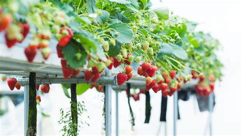 Hydroponic strawberry. The temperature has a large impact on strawberry growth and production. Strawberries grow best in mild temperatures in the 65-75 degree range during the day or lights on period. Decreasing the lights off temperature to the mid to upper 50’s will increase the sugar content and size of the strawberries. When temperatures get too hot or cold ... 