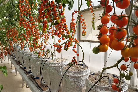 Hydroponic tomatoes a complete guide to grow hydroponic tomatoes at home. - Examen de certificación de técnico de farmacia guía de estudio.