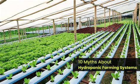 Hydroponics Farm & Store Simulator System Requirements Mac (2024)