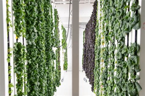 Hydroponics bringing the farm to Denver with new market