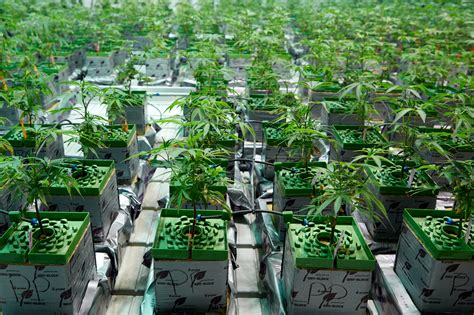 A: The pros of hydroponic weed include a more controlled