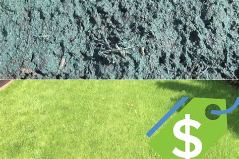 Hydroseeding cost. Professional hydroseeding services range in price but are typically less expensive than the cost of turf laying. Doing DIY hydroseeding by using a DIY hydroseeding kit will save you even more, as the only costs involved are the seeds, mulch, fertilizer, water, spray hire – and your time. When to Hydroseed Your Lawn 