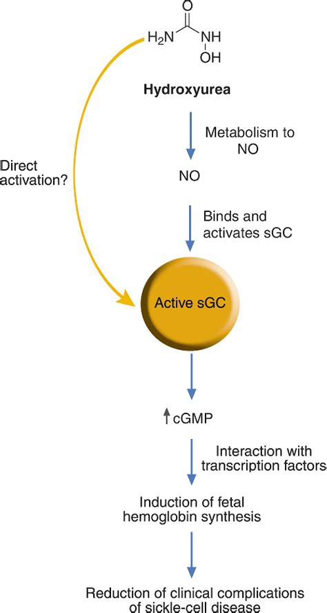 Hydroxyurea Generates Nitric Oxide in Human ... - Semantic Scholar