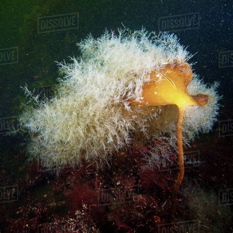 The first is a species belonging to the genus Clytia which exhibits the "typical" life cycle and larvae of a hydrozoan.The colony consists of feeding hydranths, or gastrozooids, that were produced from one larva that settled and gave rise to …. 