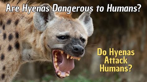 Hyena - Relationships With Humans - Attacks On Humans