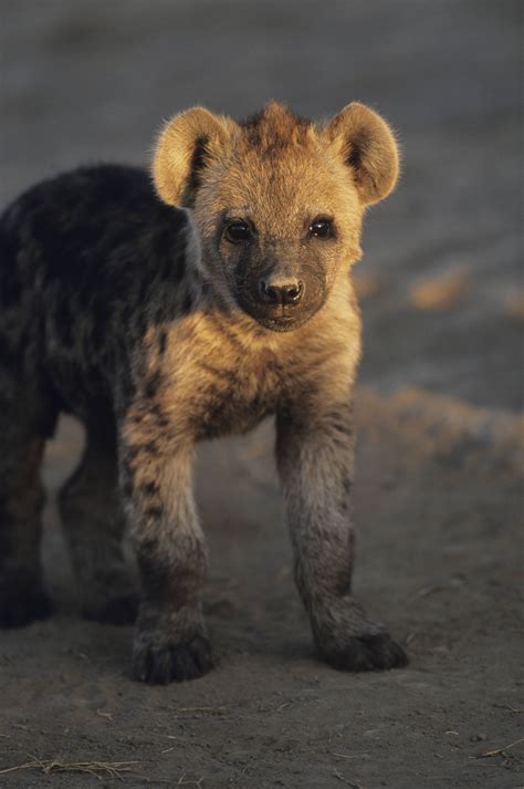 Hyena-baby