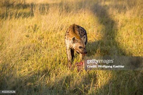 Hyenas kill baby cape buffalo. .  <a href=https://litfa.manifestlao.com/assets/images/k0fn8m/in...