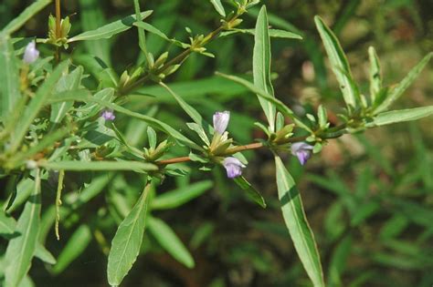 Hygrophila ringens - Wikiwand