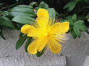 Hypericum calycinum - Wikimedia Commons