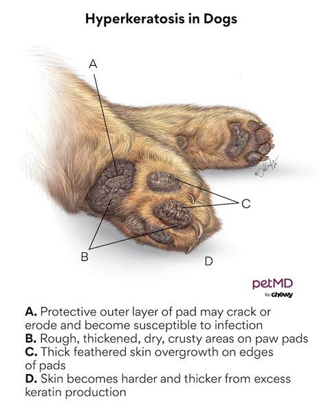 Hyperkeratosis dog reddit.  Understanding the underlying mechanisms can help...