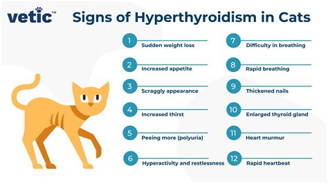 Hyperthyroidism in Cats How to Recognize and Treat It