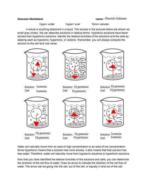 Hypertonic Worksheet Solution