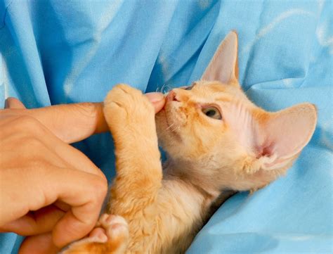 Hypoallergenic Cats — Get the Facts