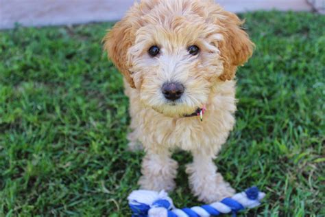 Hypoallergenic Dogs Labradoodle Puppy