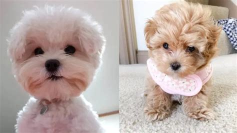 Jul 27, 2023 · So, they are not a true teacup breed, but they are considered one by many breeders and owners alike. 3. Teacup Maltipoo. Image Credit: Pixabay. This crossbreed was developed by breeding a Poodle and a Maltese together. The Maltipoo is an adorable little dog that adapts well to both house and apartment living. . 