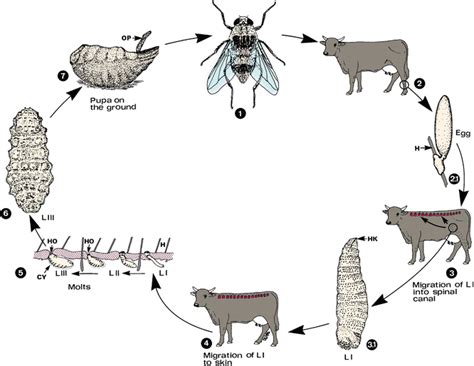 Hypoderma bovis SpringerLink