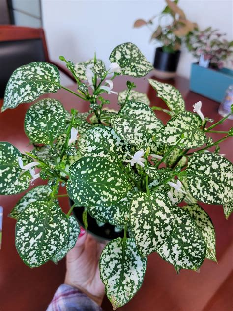 Hypoestes flowering. Is it nearing the end of it