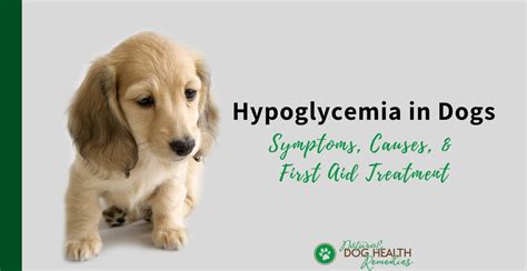 Hypoglycemia in Dogs Pets4Homes