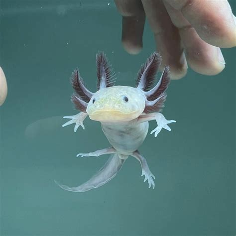 The hypomelanistic axolotls that I produced here just keep getting more and more gorgeous and sparkly. They have a mottled coloration on their sides (see the close-ups). They are part of my birthday sale, you won’t find them available for any less than this so don’t miss out.. 