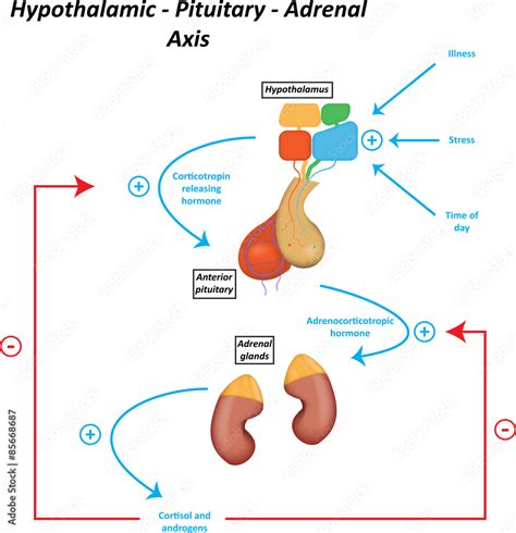 Hypothalamic–pituitary–adrenal axis - Wikipedia