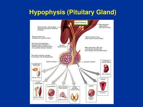 Hypothalamo-hypophyseal Definition & Meaning - Merriam Webster